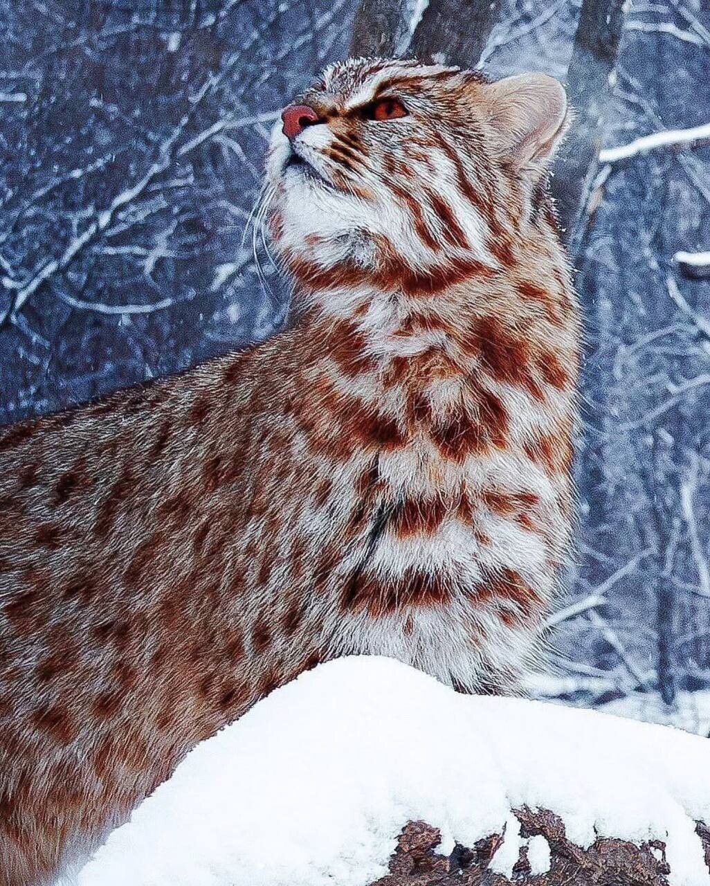 Amur leopard cat 5