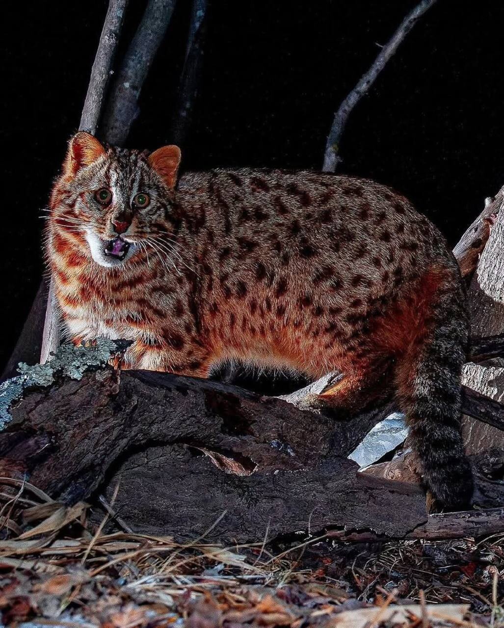 Amur leopard cat 6
