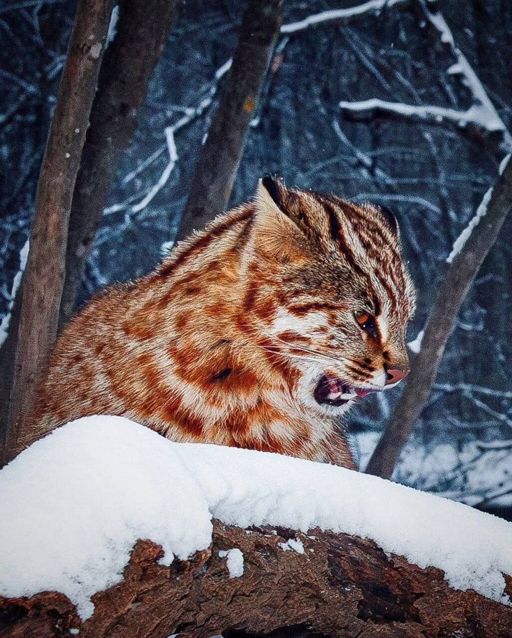 Amur leopard cat 7