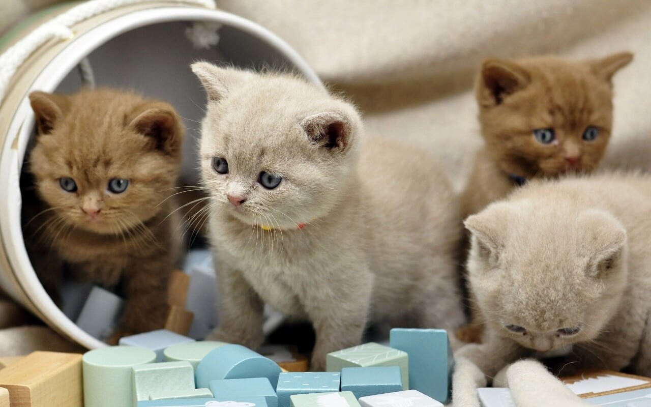 How cats and dogs imperceptibly change our physiology